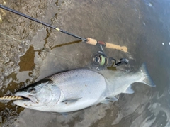 サクラマスの釣果