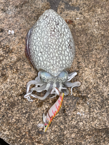 シリヤケイカの釣果