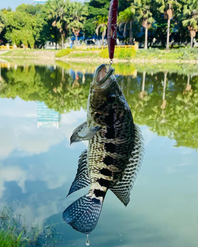 ピーコックバスの釣果