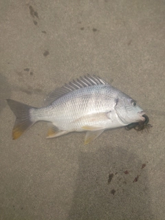 キビレの釣果