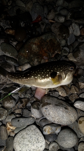 フグの釣果