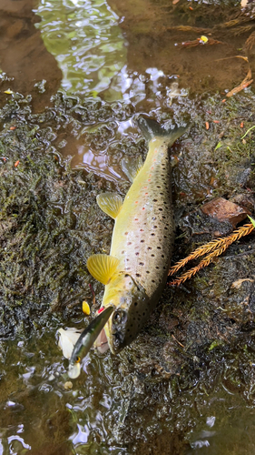 ブラウントラウトの釣果