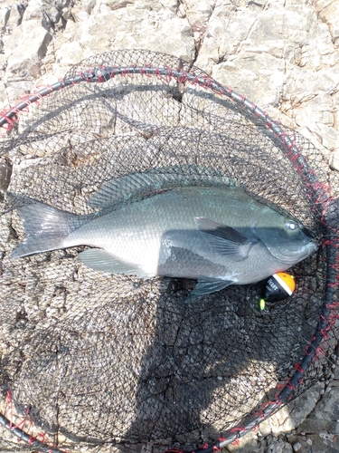 メジナの釣果