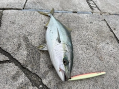 ハマチの釣果