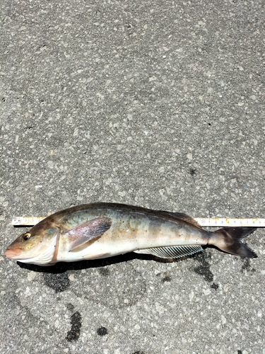 ホッケの釣果