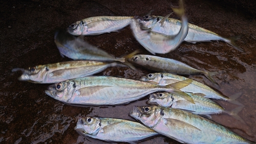 マアジの釣果