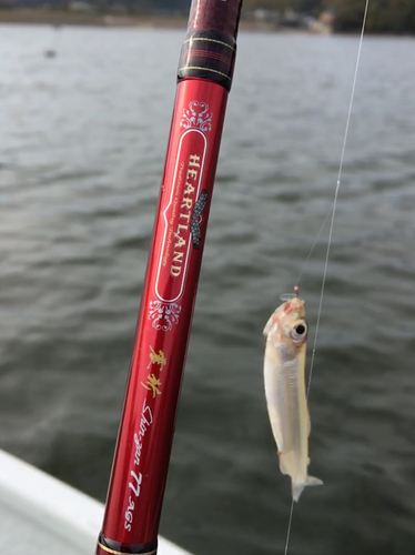 ワカサギの釣果