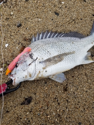 キビレの釣果