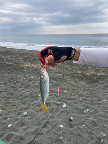 ワカシの釣果