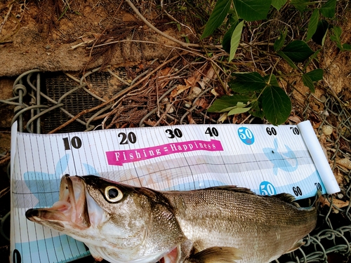 シーバスの釣果