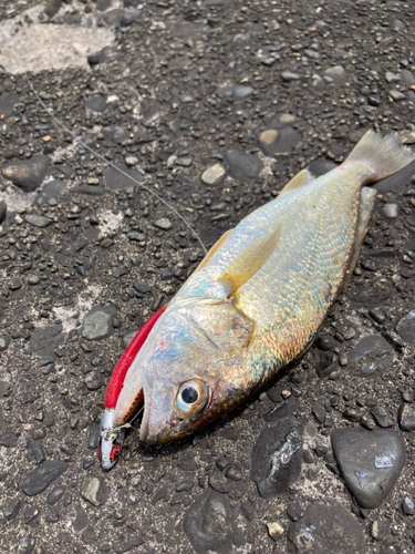 イシモチの釣果