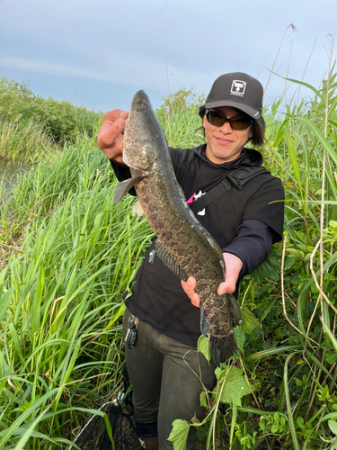 ライギョの釣果