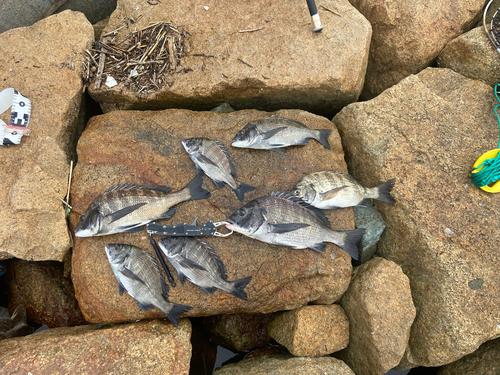 チヌの釣果