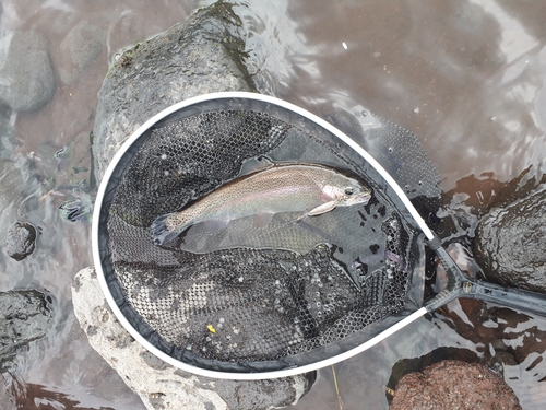 ニジマスの釣果