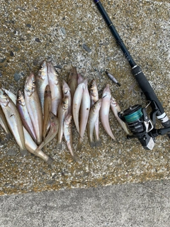 キスの釣果