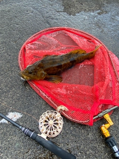 アブラコの釣果