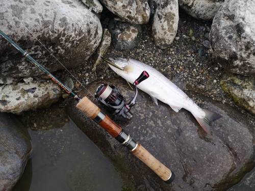 アマゴの釣果