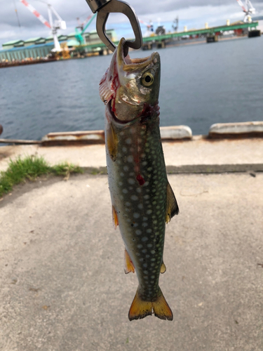 アメマスの釣果