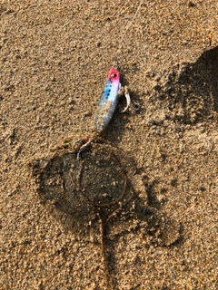 カレイの釣果