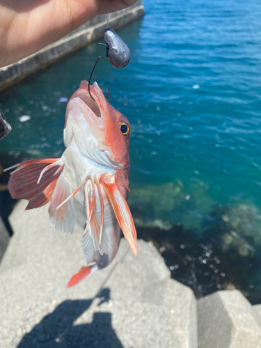 カナガシラの釣果