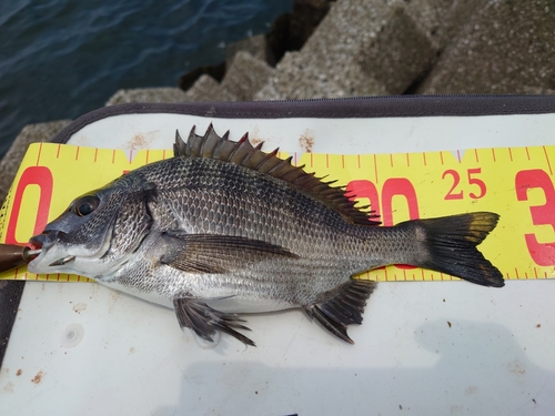 クロダイの釣果