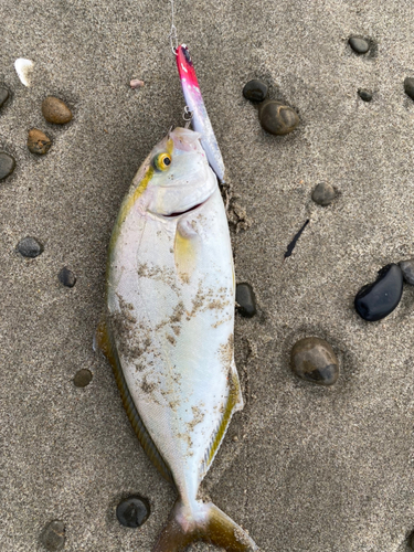 ショゴの釣果