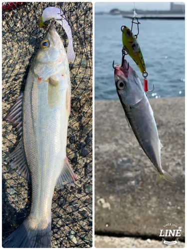 シーバスの釣果