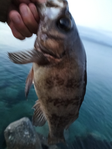 シロメバルの釣果