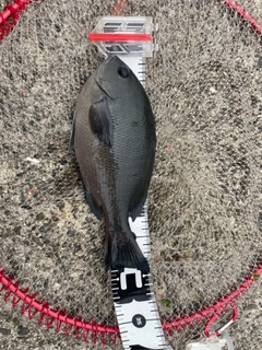 メジナの釣果