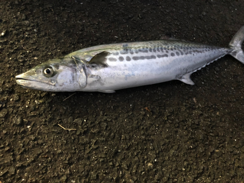 サゴシの釣果