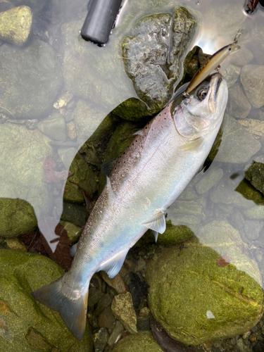 アマゴの釣果