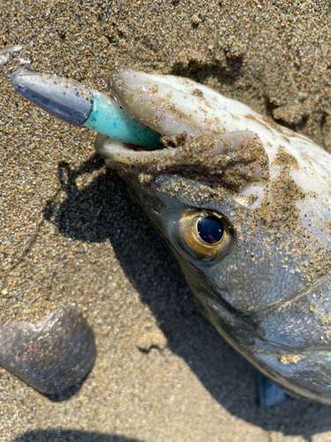 スズキの釣果