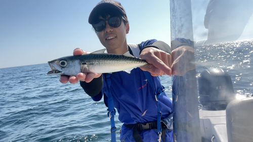 マサバの釣果