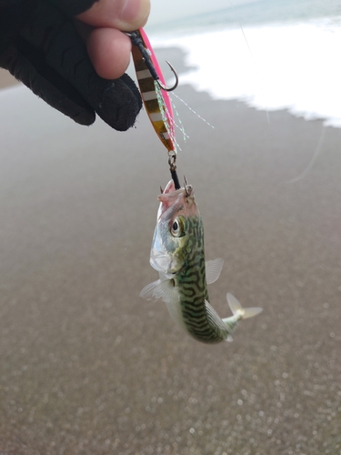 サバの釣果