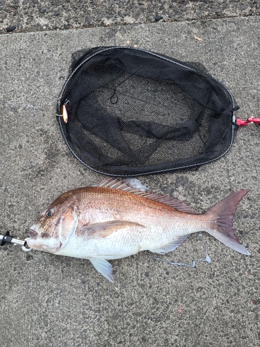 タイの釣果