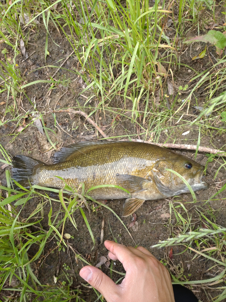 スモールマウスバス