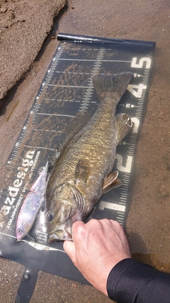 スモールマウスバスの釣果