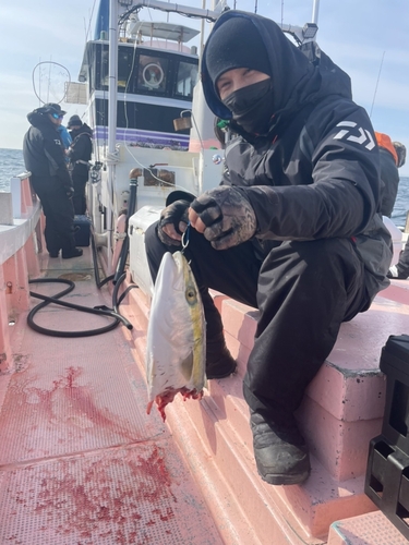 ハマチの釣果