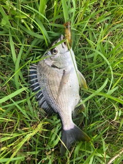 キビレの釣果