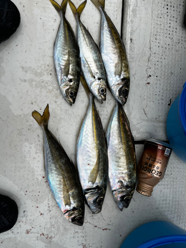 アジの釣果