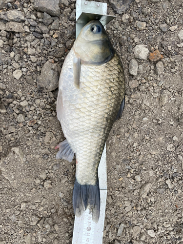 ヘラブナの釣果