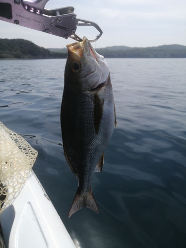 イサキの釣果