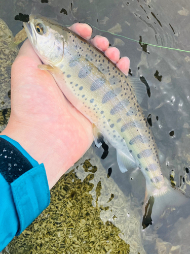 ヤマメの釣果