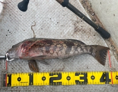 アブラコの釣果