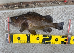 エゾメバルの釣果