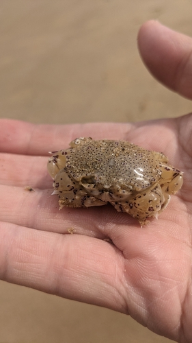 キスの釣果