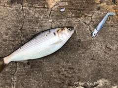 コノシロの釣果