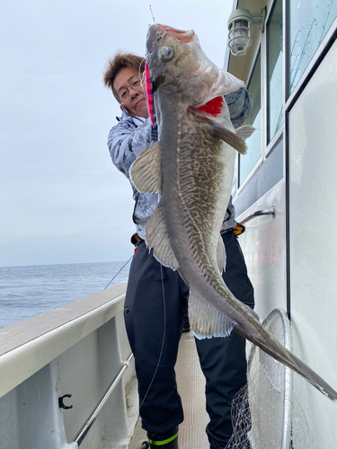 タラの釣果