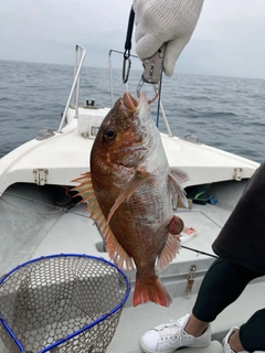 タイの釣果