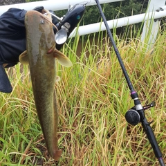 ナマズの釣果